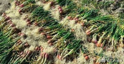 ​从化红葱头大量上市！广州人的新年餐桌一定会有它