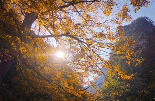 大明山最高峰大明顶海拔1489.9米,拥有32奇峰