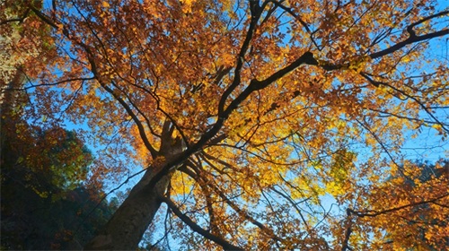 大明山最高峰大明顶海拔1489.9米,拥有32奇峰