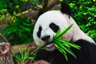 ​熊猫喜欢吃什么食物（国宝大熊猫除了竹子还爱吃什么）