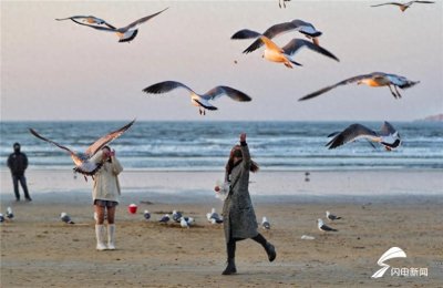 ​组图丨海鸥自由翱翔追波逐浪 待春暖花开相约到威海看海