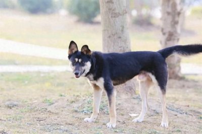 ​纯种中华田园犬，你知道哪些？