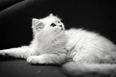 ​如此优秀的金吉拉猫，为何养的人很少？养过的人都懂