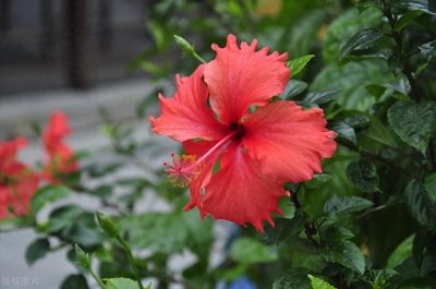 ​奉劝大家，家里不要再养扶桑花了，都是过来人的经验教训