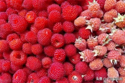 ​红色野果的秘密：蓬蘽（Péng Lěi）的故事