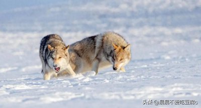 ​狼为啥吃人？老猎人说出原因“狼不把人当做人”，遇到狼如何自救