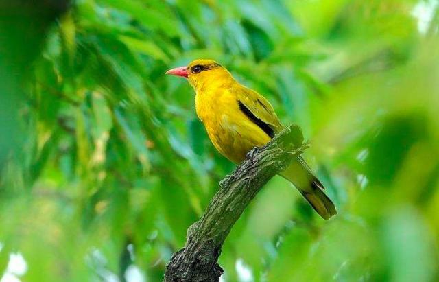 李清照最妖娆的一首诗(她被称为清代李清照)(4)