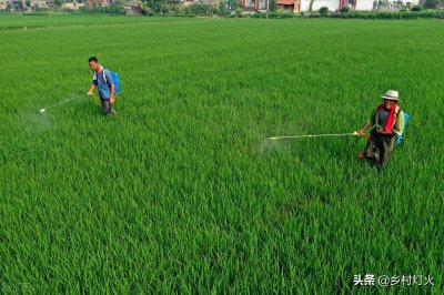 ​矮壮素的使用方法和用量（矮壮素使用正确产量增长不是问题）