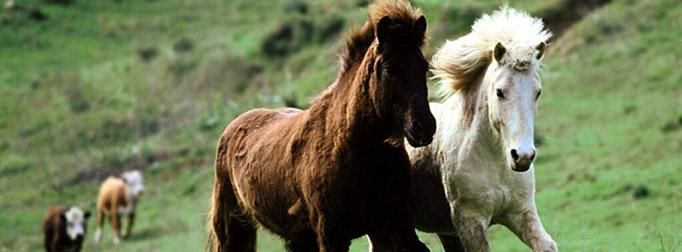 生肖马你了解吗,是什么样的