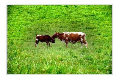 谚语:“买马要看口齿,交友要摸心底”,说的是什么意思你认为是否有道理