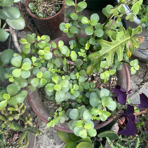 布丁多肉植物图片(成功度过两个夏天的多肉推荐)