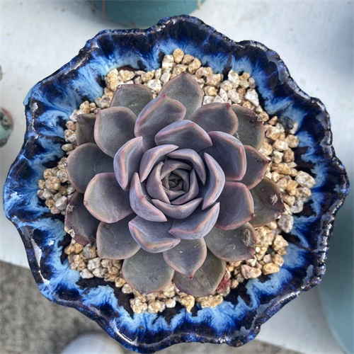 布丁多肉植物图片(成功度过两个夏天的多肉推荐)