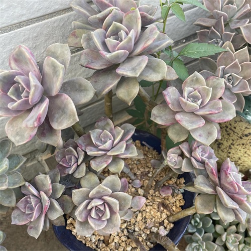 布丁多肉植物图片(成功度过两个夏天的多肉推荐)