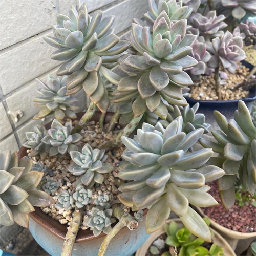 布丁多肉植物图片(成功度过两个夏天的多肉推荐)