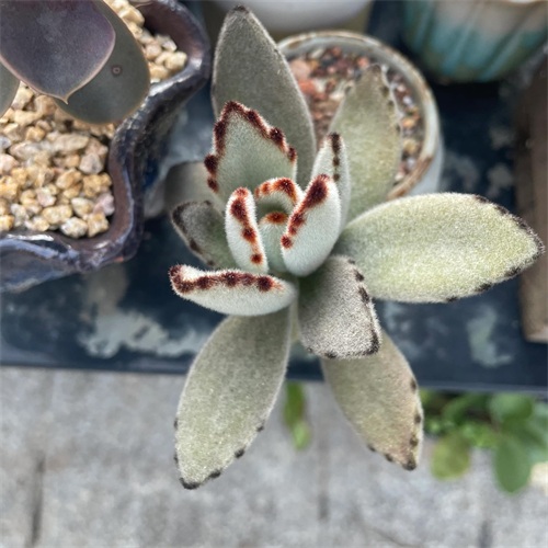 布丁多肉植物图片(成功度过两个夏天的多肉推荐)