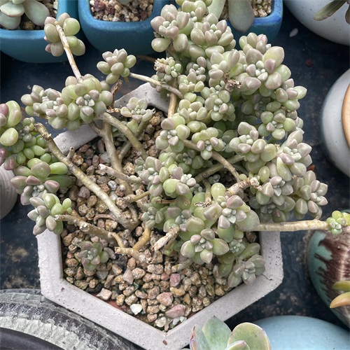 布丁多肉植物图片(成功度过两个夏天的多肉推荐)