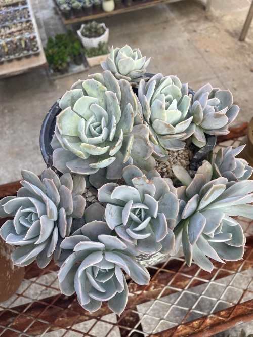 布丁多肉植物图片(成功度过两个夏天的多肉推荐)