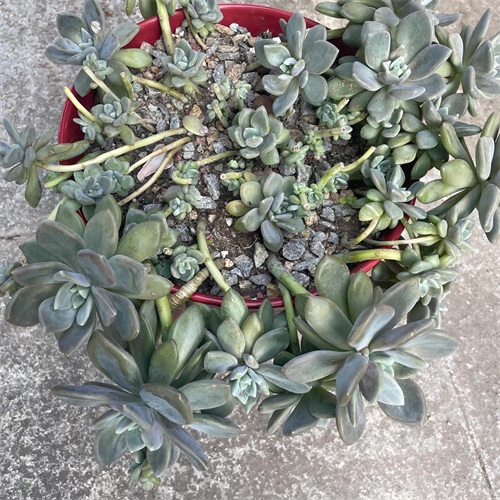 布丁多肉植物图片(成功度过两个夏天的多肉推荐)