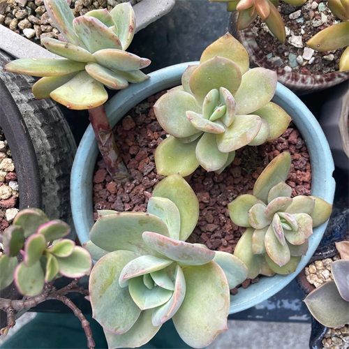 布丁多肉植物图片(成功度过两个夏天的多肉推荐)