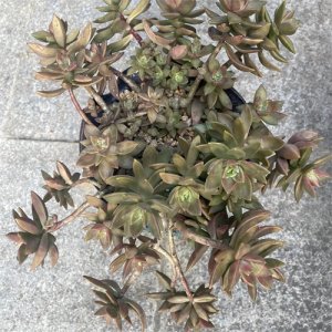 ​布丁多肉植物图片（成功度过两个夏天的多肉推荐）