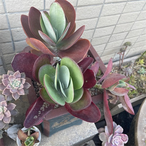 布丁多肉植物图片(成功度过两个夏天的多肉推荐)