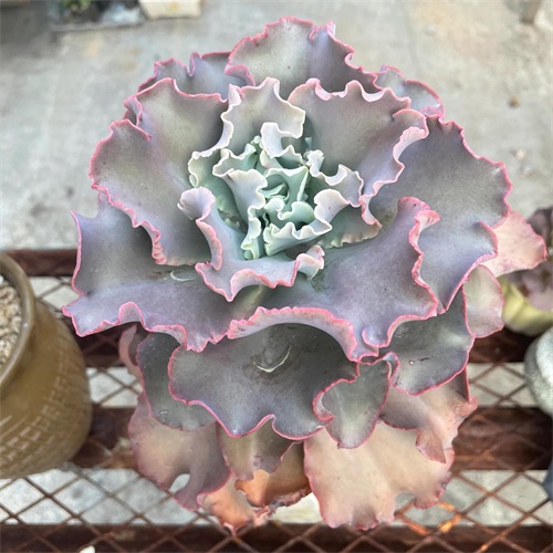 布丁多肉植物图片(成功度过两个夏天的多肉推荐)