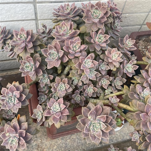 布丁多肉植物图片(成功度过两个夏天的多肉推荐)