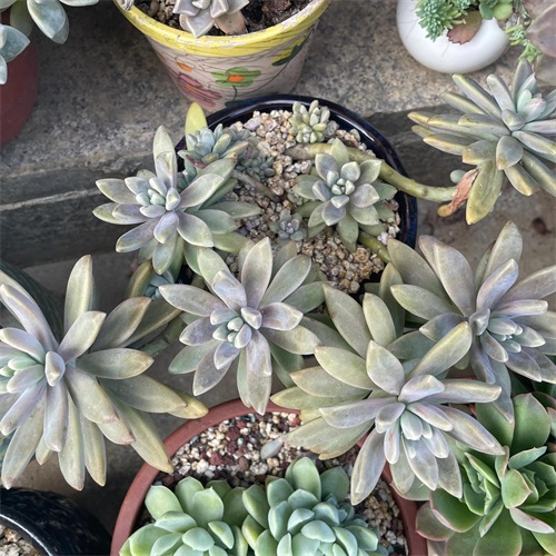 布丁多肉植物图片(成功度过两个夏天的多肉推荐)