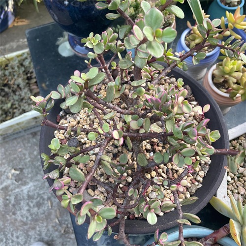 布丁多肉植物图片(成功度过两个夏天的多肉推荐)