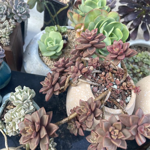 布丁多肉植物图片(成功度过两个夏天的多肉推荐)