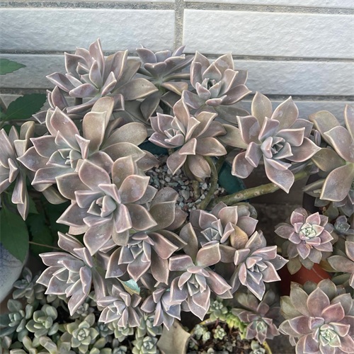 布丁多肉植物图片(成功度过两个夏天的多肉推荐)