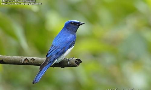 青鸟是什么鸟,青鸟是怎样的一种鸟呢