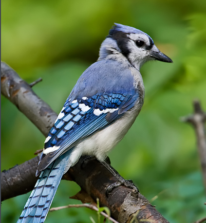 青鸟是什么鸟,青鸟是怎样的一种鸟呢图2