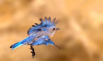 ​青鸟是什么鸟,青鸟是怎样的一种鸟呢