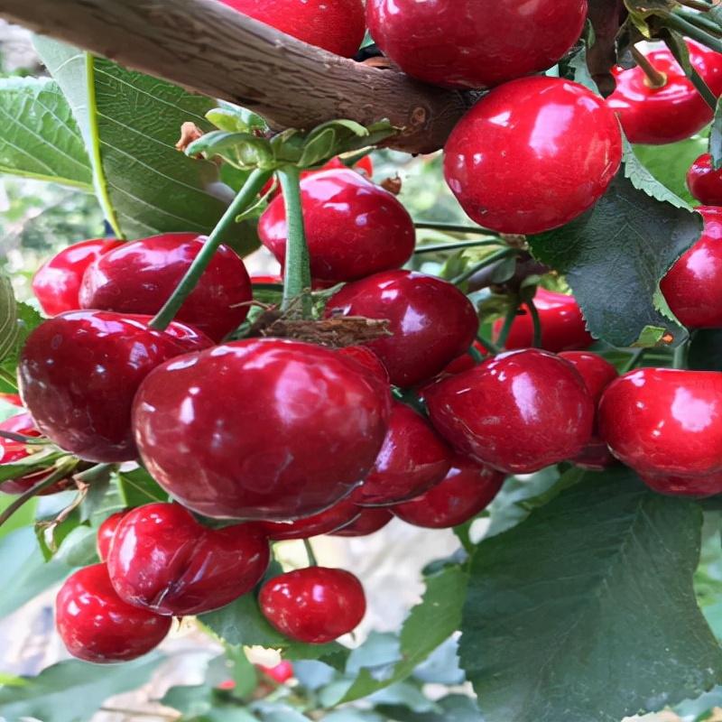 山东樱桃和智利车厘子大小(山东大樱桃和智利车厘子区别)