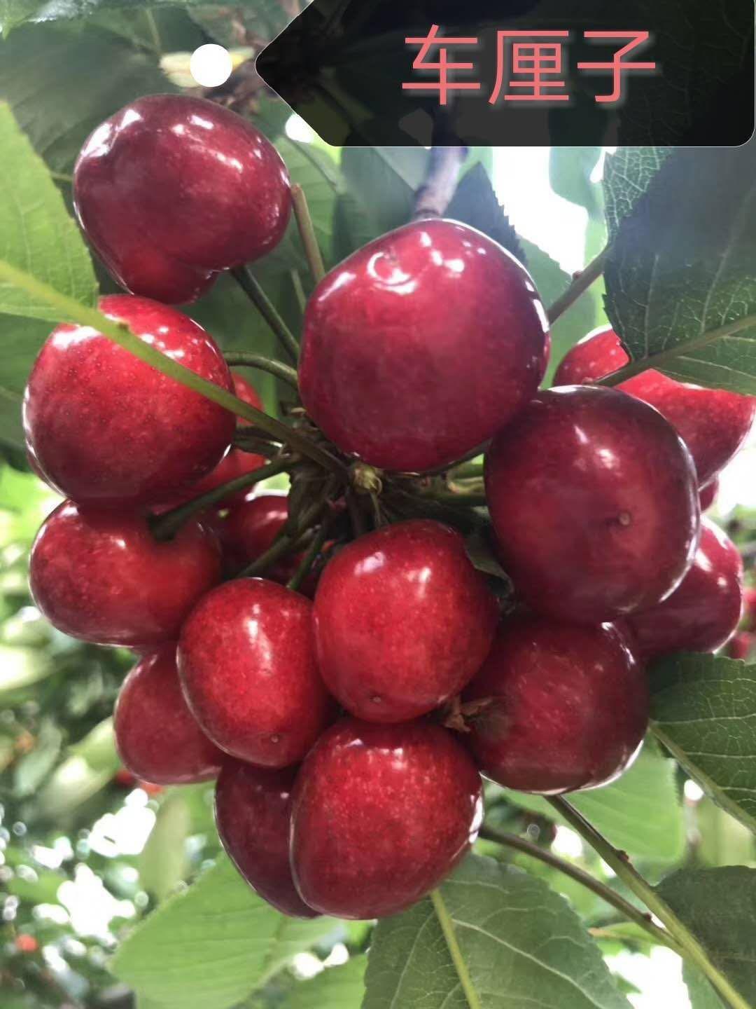 山东樱桃和智利车厘子大小(山东大樱桃和智利车厘子区别)