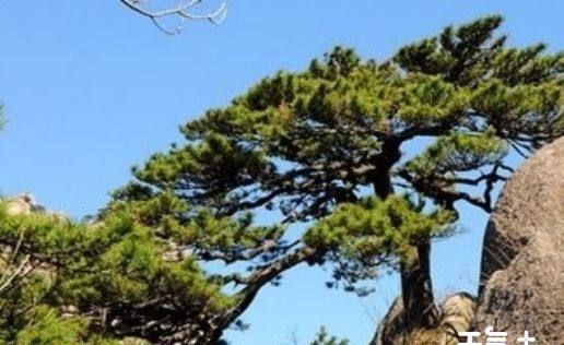 卫卓松这个名字有什么寓意