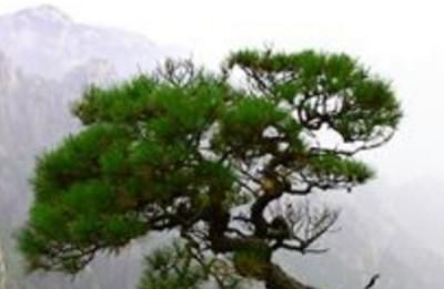 松的含义和象征意义