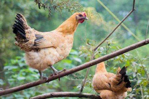 春不捡鸡冬不捡兔什么意思?背后有何寓意?