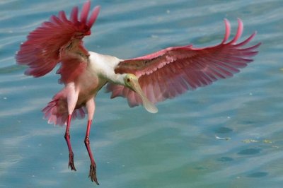 ​飞机失速有什么现象（飞机会因失速而坠毁）