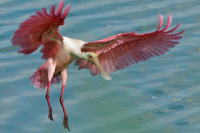 飞机失速有什么现象（飞机会因失速而坠毁）(1)