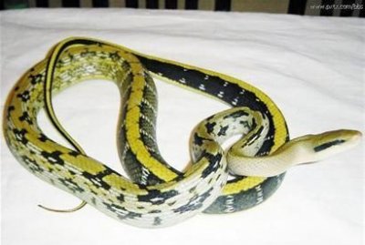 ​韩国花蛇，韩剧里的花蛇是什么意思？