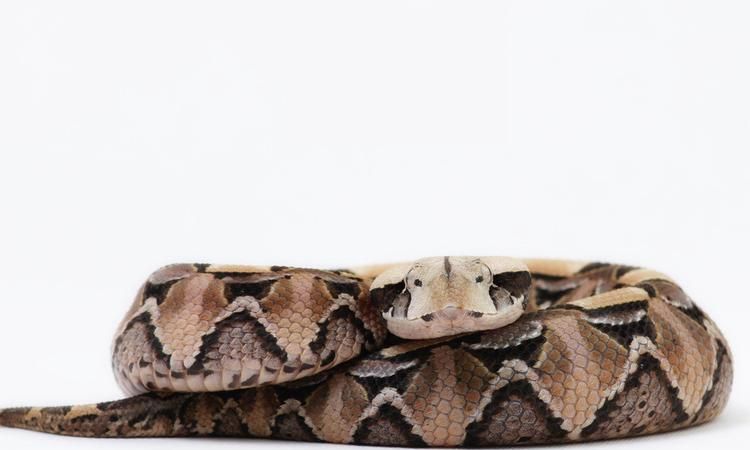 潘南荃拍过什么电影