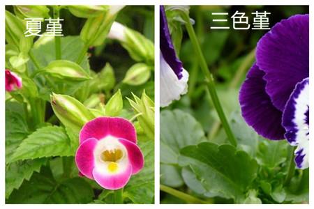 夏堇和三色堇的区别之叶子不同 夏堇和三色堇的区别之叶子不同