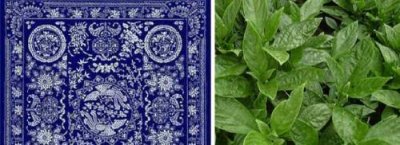 ​蓝草是什么植物（蓝草属于什么植物）