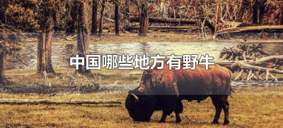 ​中国哪些地方有野牛（中国什么地方有野牛）