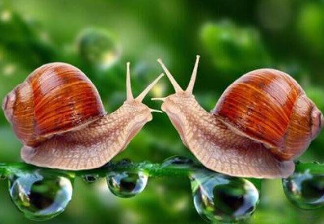 世界上有吸血蜗牛吗 外貌特征长什么样子的图片
