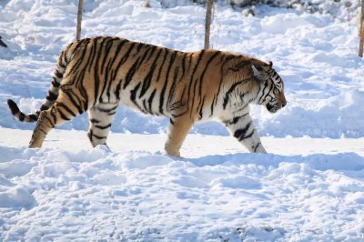 ​清朝牛人——何广力，曾赤手空拳打死过一头成年老虎，是真的吗？