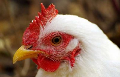 ​蛋鸡的品种主要有哪些？蛋鸡品种图片大全