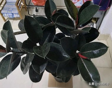 ​“客厅有树，十宅九富”，这3种吉利树，客厅卧室都能养！